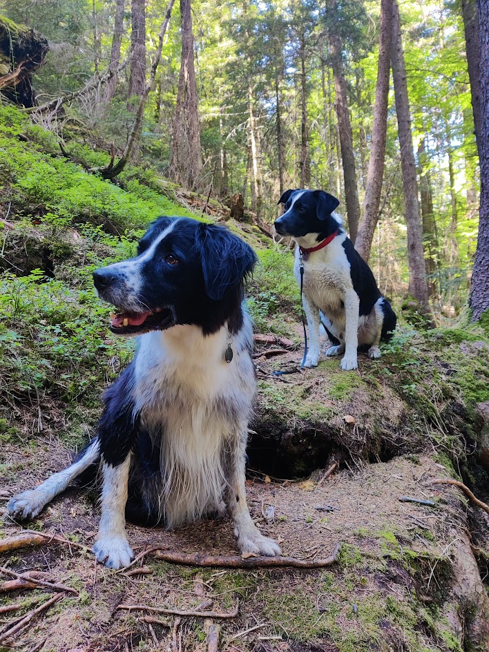 photo de deux chien en balade dans la foret