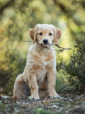 dog, puppy, retriever, pet, golden retriever, domestic animal, cute, animal, landscape, loyal to, team, work together, nature, friendship